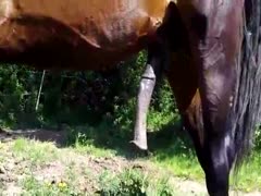 One special day, a proud horse owner records a bloated jock and a beast's palpitations.